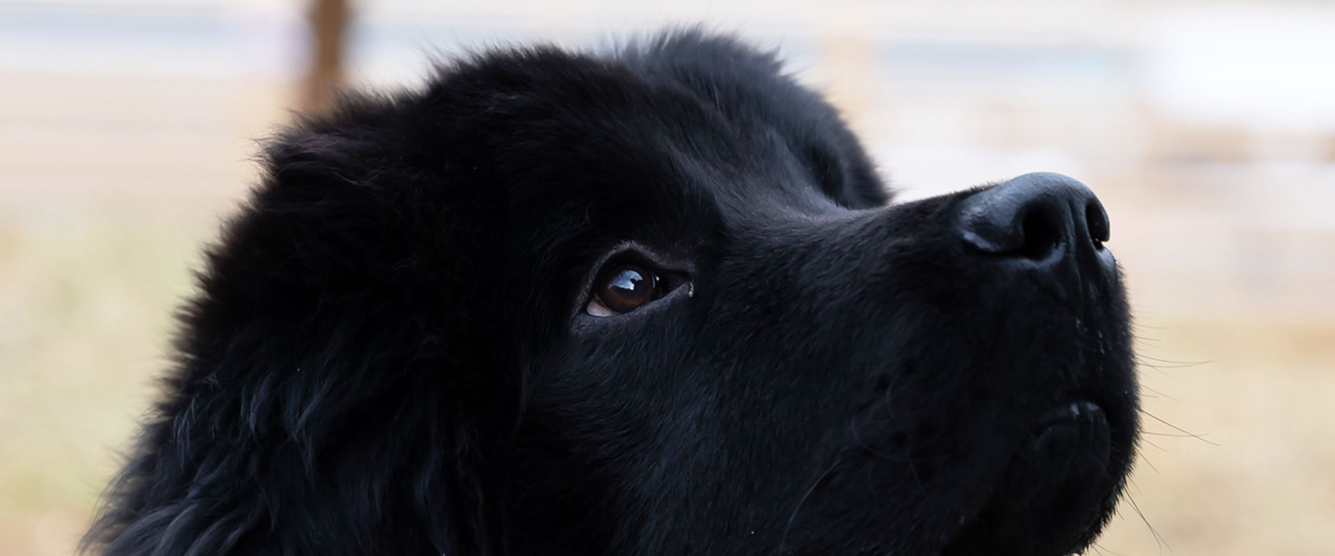 看板犬ご紹介